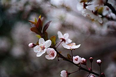 《拳皇15》新参战角色维普宣传片 鞭子达人美少女